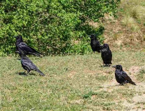 Are There Crows In Every State