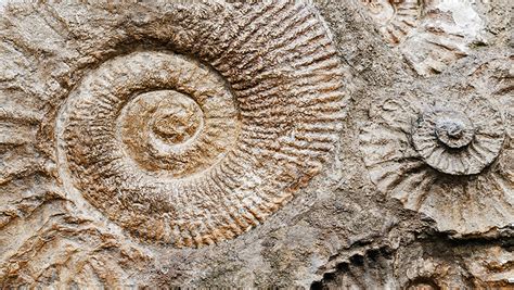 Are There Dinosaur Fossils In The Grand Canyon
