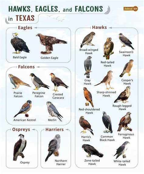 are there eagles in east texas