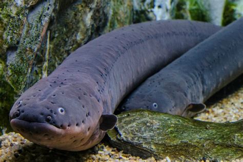 are there electric eels in north america