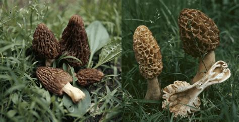 Are There False Morels