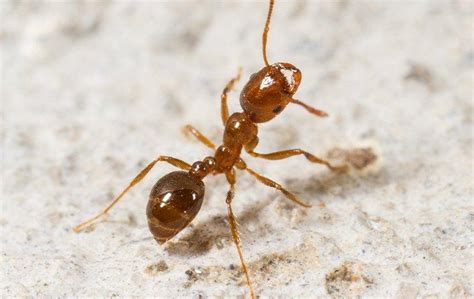 are there fire ants in texas