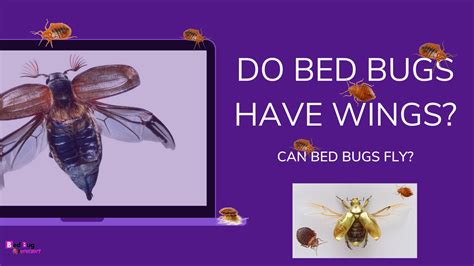 Are There Flying Bed Bugs