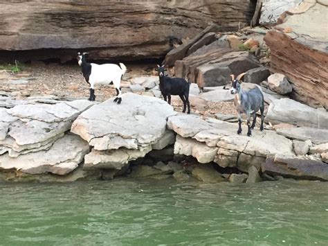 are there goats on goat island