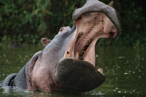 are there hippos in nigeria