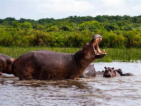 are there hippos in the nile river