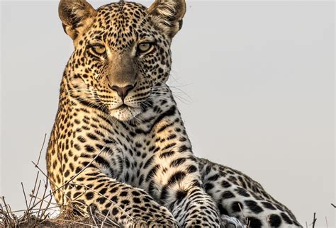 are there leopards in zanzibar