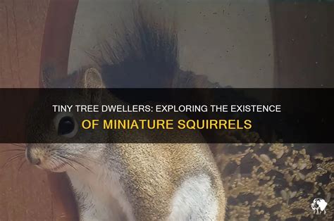 Are There Miniature Squirrels