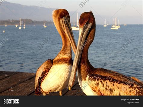 are there pelicans in california