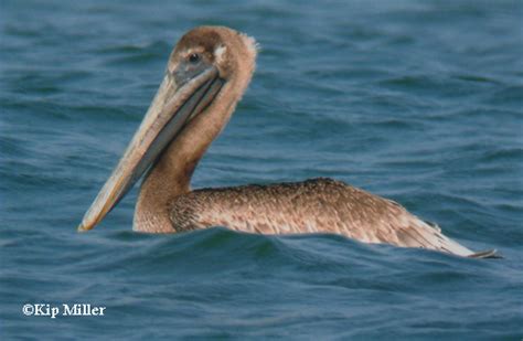 are there pelicans in michigan