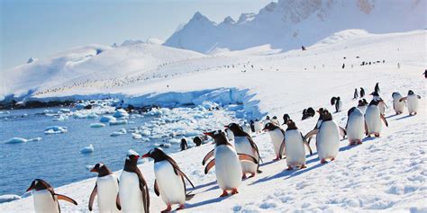 are there penguins in the antarctic