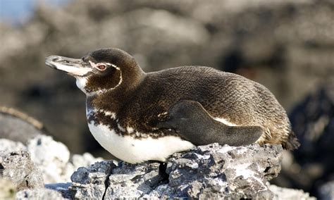 are there penguins in the galapagos islands