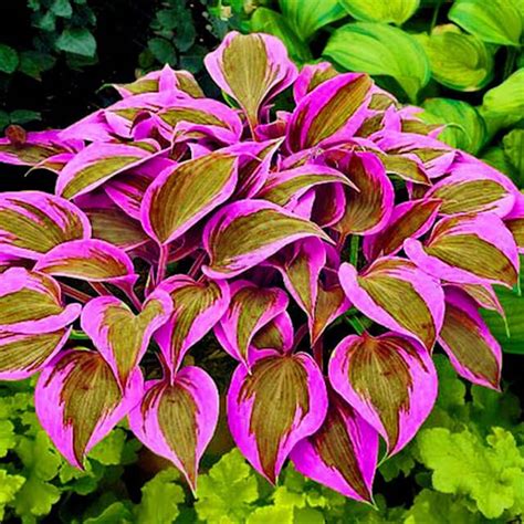 Are There Pink Hostas