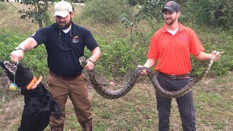 are there pythons in key largo