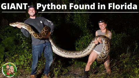 are there pythons in key west