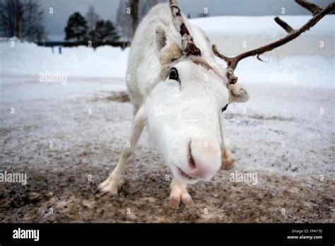 are there reindeer in finland