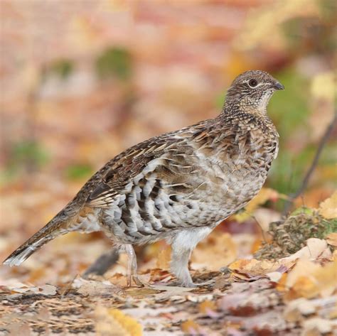 are there ruffed grouse near me
