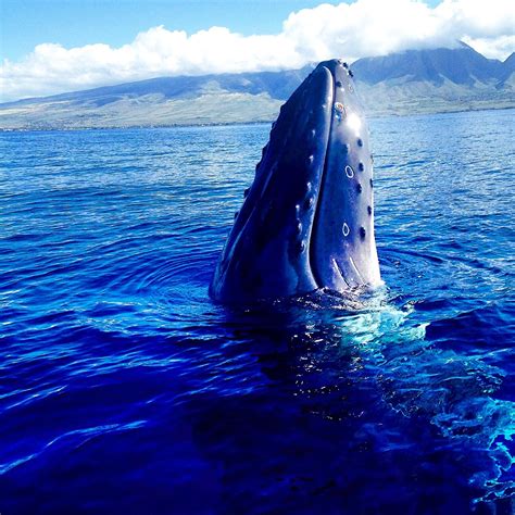 are there whales in maui right now