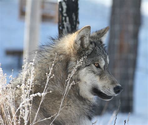 are there wild wolves in colorado