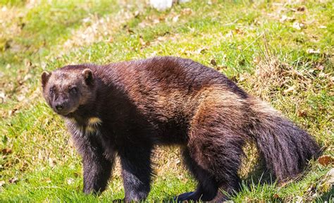 are there wolverine animals in michigan