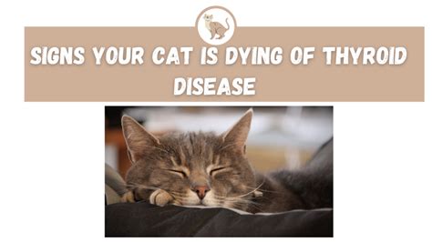 are thyroid problems common in cats
