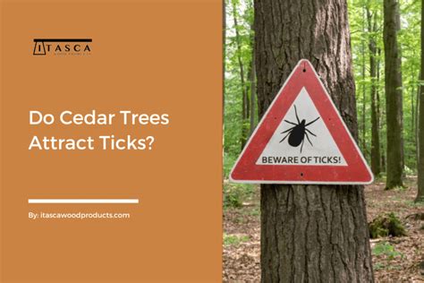 Are Ticks In Cedar Trees