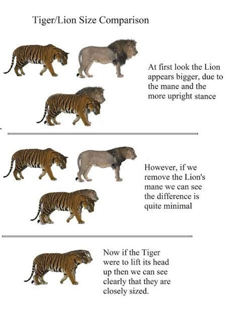 are tigers bigger than lions