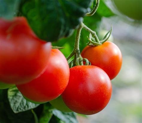 are tomatoes grown in dry climates