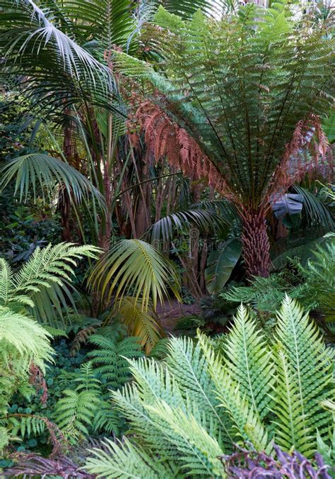 Are Tree Ferns Palm Trees