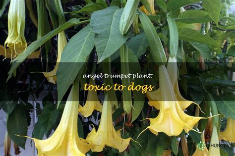 are trumpet plants toxic to dogs
