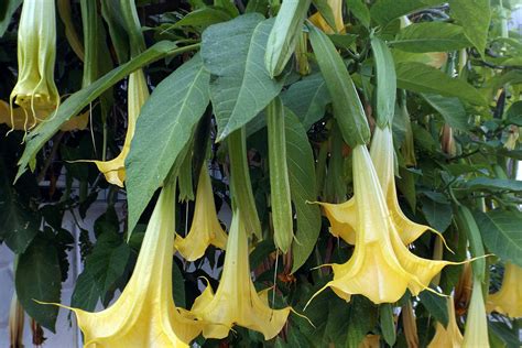 are trumpet trees poisonous