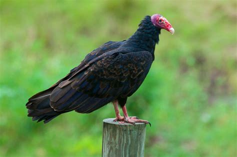 Are Turkey Vultures Nice