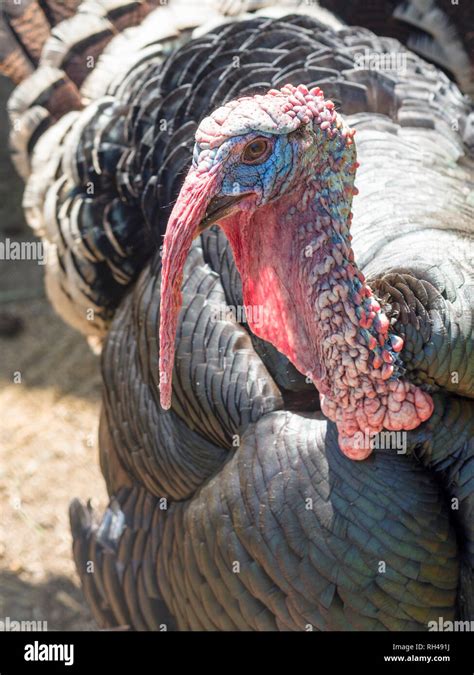 Are Turkeys Endangered