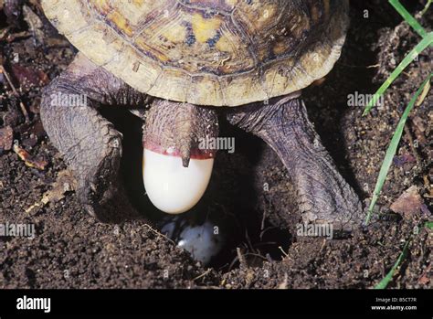 Are Turtle Eggs Fertilized When Laid