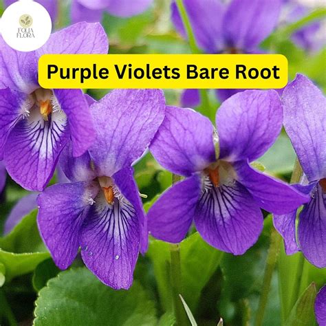 Are Violets Bulbs