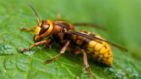 Are Wasps Kosher