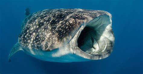 are whale sharks dangerous