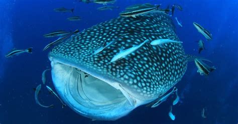 are whale sharks harmless