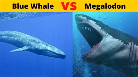 are whales bigger than sharks