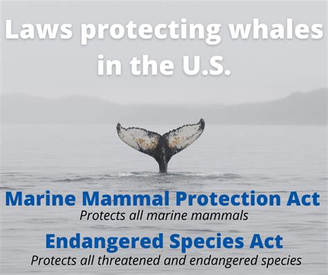are whales protected by the law