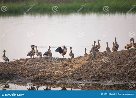 are whistling ducks protected