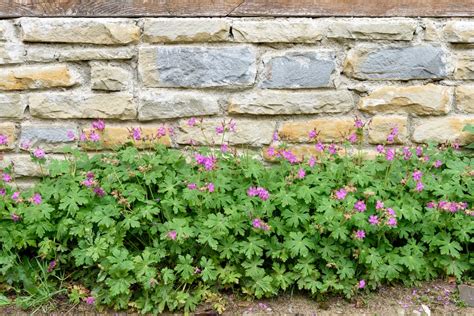 Are Wild Geraniums Deer Resistant
