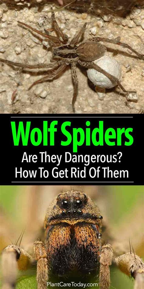 The Truth About Wolf Spiders: Are They Dangerous?