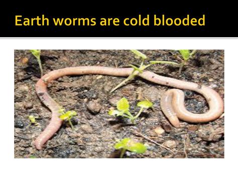 are worms cold blooded