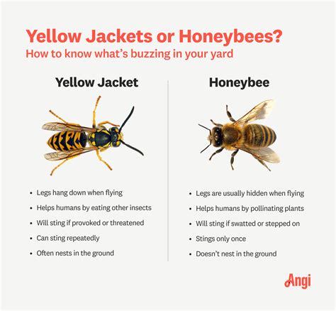 Are Yellow Jackets Protected