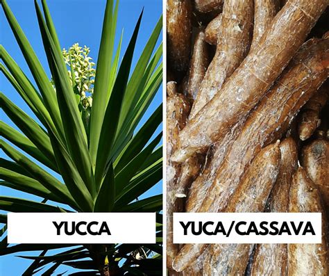 are yuca and yucca the same