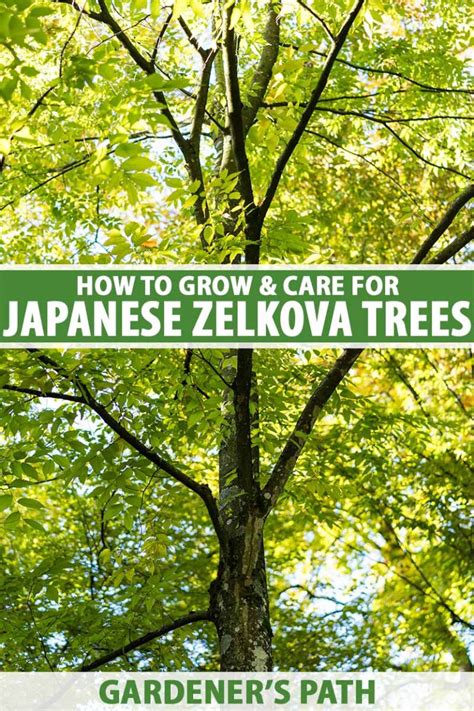 Are Zelkova Trees Messy