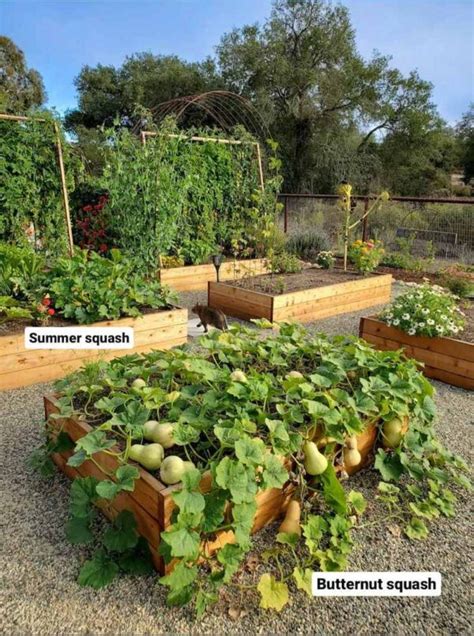 Are Zucchini Indeterminate