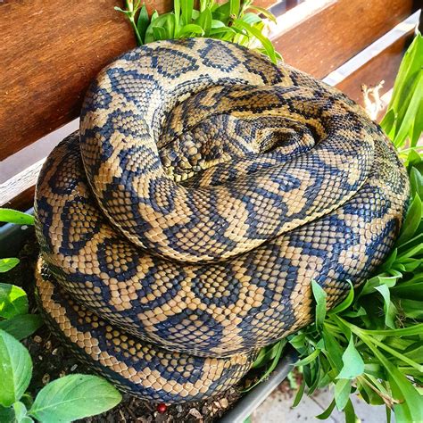 Are Carpet Pythons Dangerous?