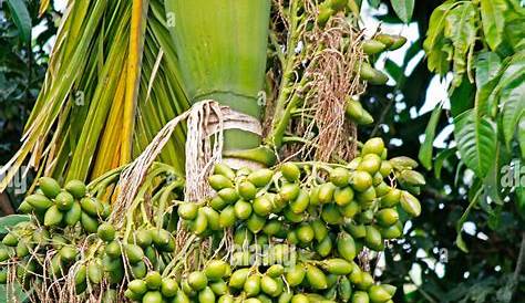 Areca Nut Betel Nut Tree Bunch Of Catechu On Palm ; Thekkady